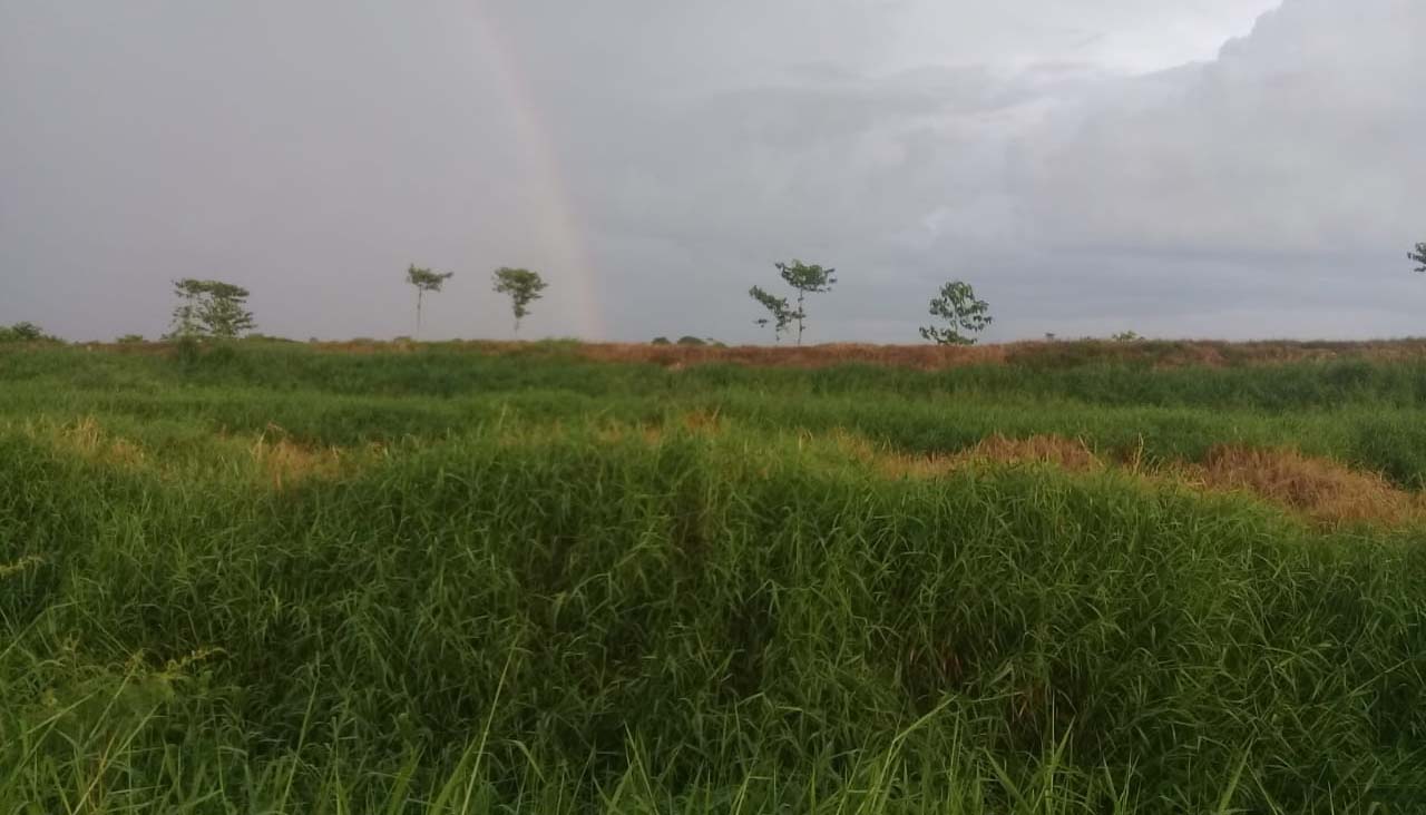 Dari kejauhan tampak tanggul perusahaan sawit. Foto: Elviza Diana/ Mongabay Indonesia