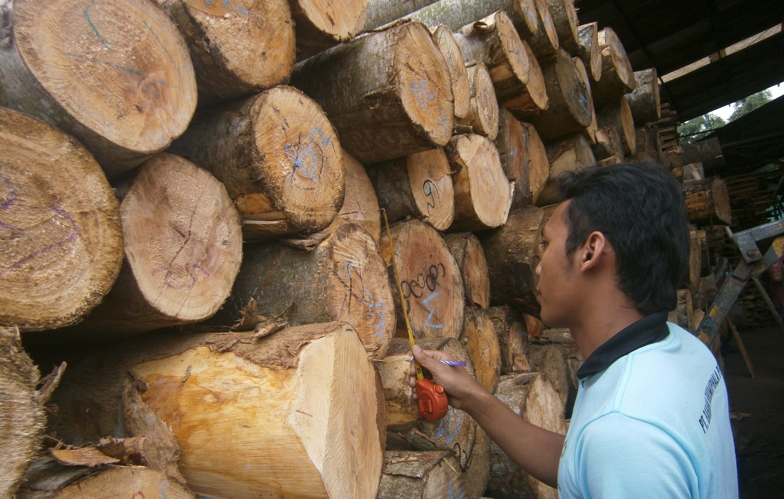 Dari penebangan sampai ke konsumen akhir, keterlacakan asal kayu mesti jelas. Foto: Nuswantoro/ Mongabay Indonesia