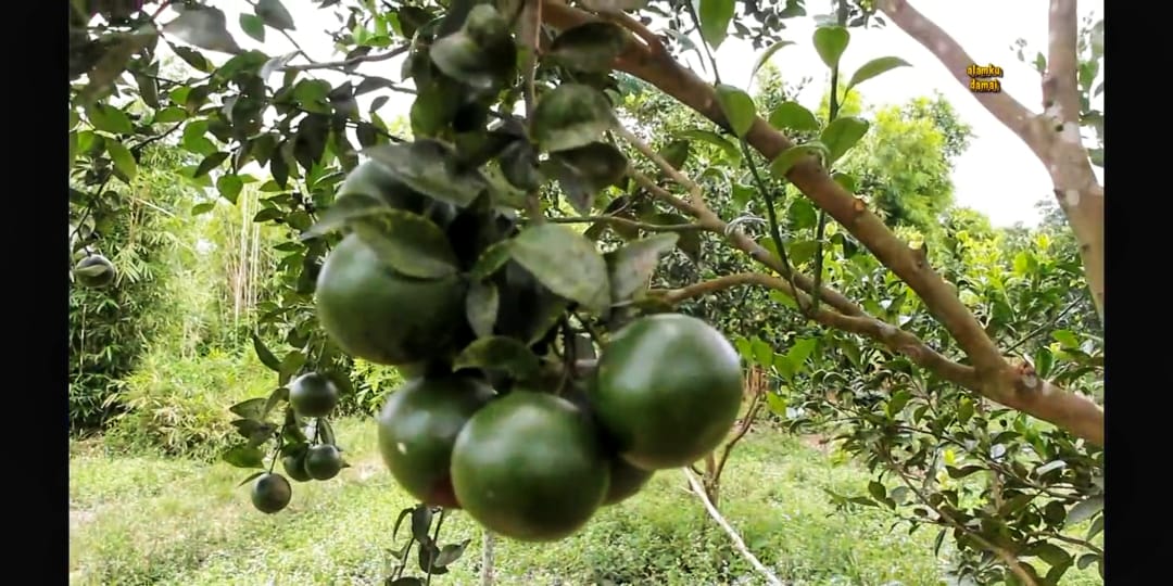 Tanaman jeruk warga sebelum rata dengan tanah. Foto: Ayat S Karokaro/ Mongabay Indonesia