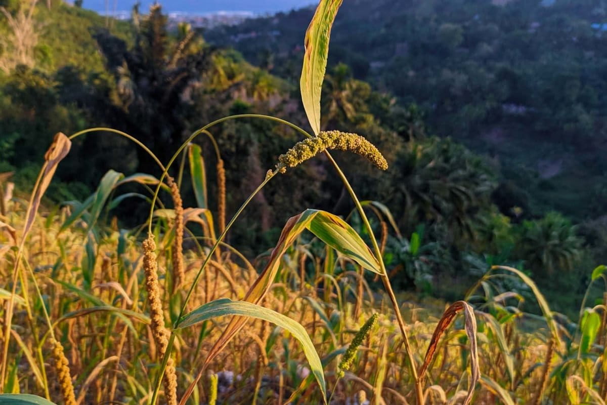 Ladang tarreang Israt dan Subur. Foto: Agus Mawan/ Mongabay Indonesia