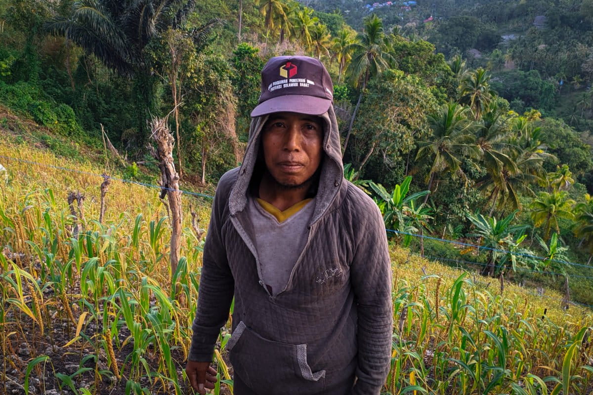 Subur di ladang tarreang. Foto: Agus Mawan/ Mongabay Indoensia