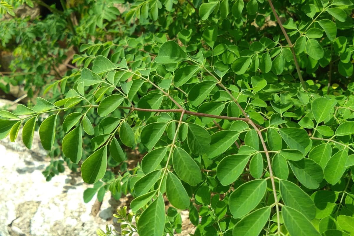 Daun kelor, kaya manfaat. Foto: Gafur Abdullah/ Mongabay Indonesia