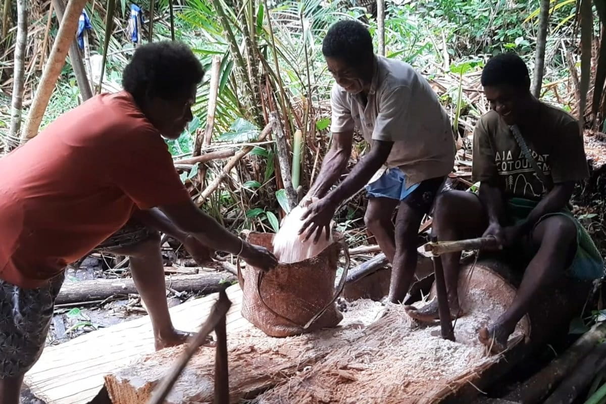 Sagu, satu dari sekalian banyak sumber pangan lokal bagi Masyarakat Adat Moi Kelim. Foto: Lusia Arumingtyas/ Mongabay Indonesia