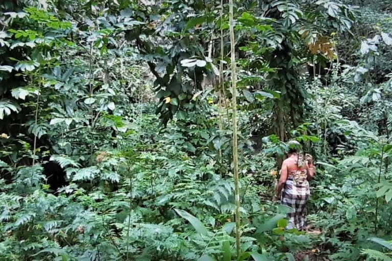 HUtan sebagai bank untuk menyimpan sumber energi bagi Masyarakat Adat Moi Kelim. Foto: Lusia Arumingtyas/ Mongabay Indonesia