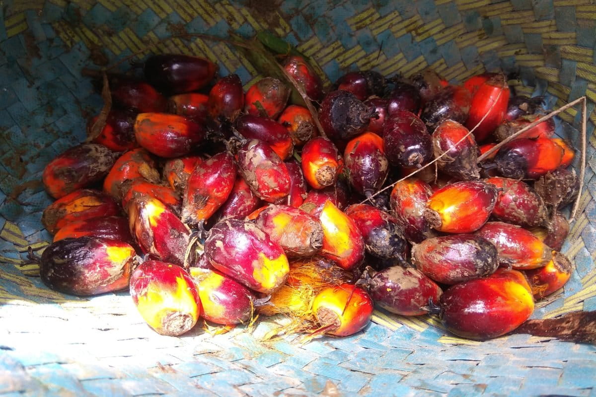 Brondolan sawit yang dikumpulkan orang Rimba. Nantinya dijual untuk membeli beras. Foto: Yitno Suprapto/ Mongabay Indonesia