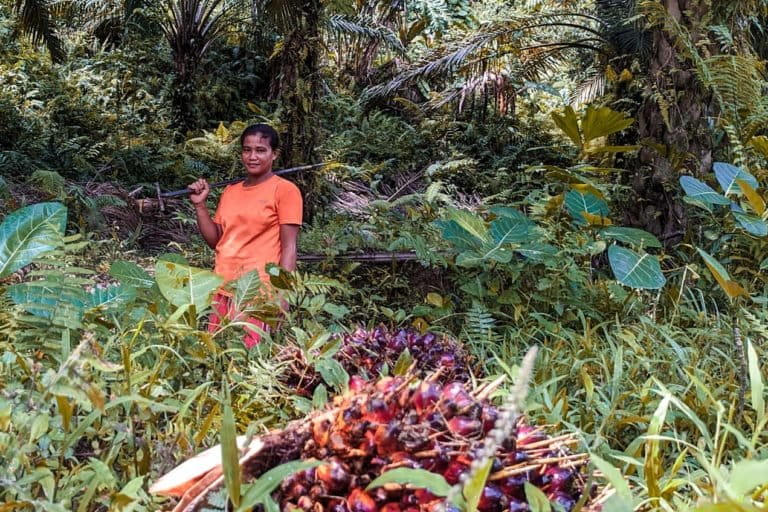 Perempuan memanen sawit di Baribi. Foto: Agus Mawan/ Mongabay Indonesia