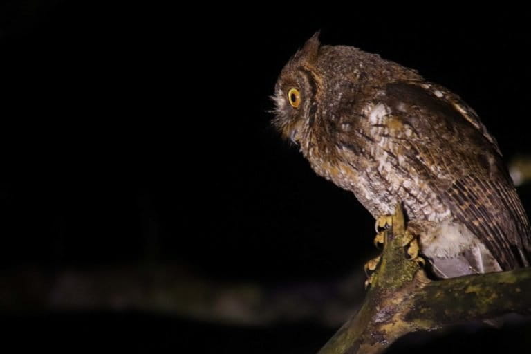 Celepuk Rinjani (Otus jolandae) adalah burung hantu terkecil, endemik kawasan Gunung Rinjani Lombok. Burung hantu ini teridentifikasi sebagai spesies baru pada tahun 2013 oleh George Sangster dan istrinya Jolanda Luksenburg dari Swedia. Foto: Fathul Rakhman/Mongabay Indonesia