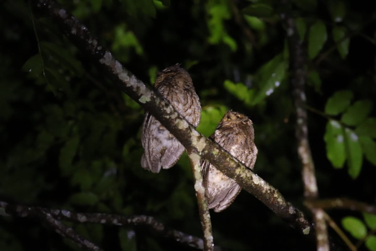 Dua celepuk Rinjani bertengger, tak lama kemudian dari suaranya yang terdengar oleh pengamat burung mereka melangsungkan perkawinan. Foto: Fathul Rakhman/Mongabay Indonesia