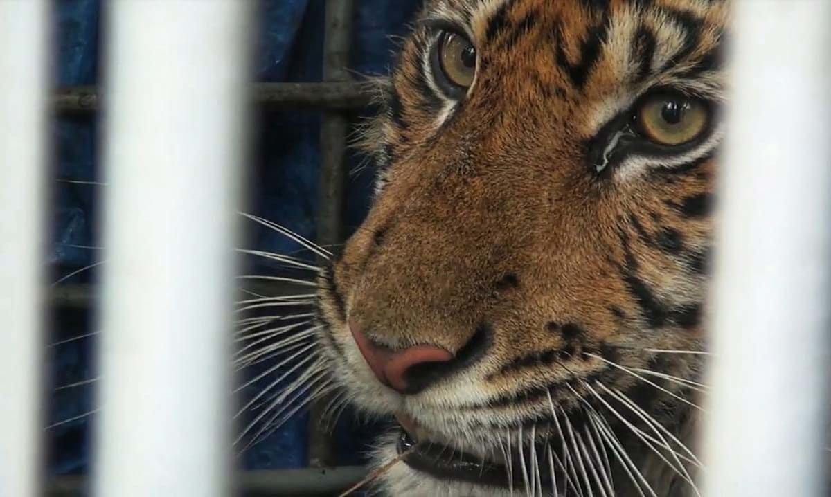 Sri Nabilla, di kandang menuju translokasi. Foto: Ayat S Karokaro/ Mongabay Indonesia