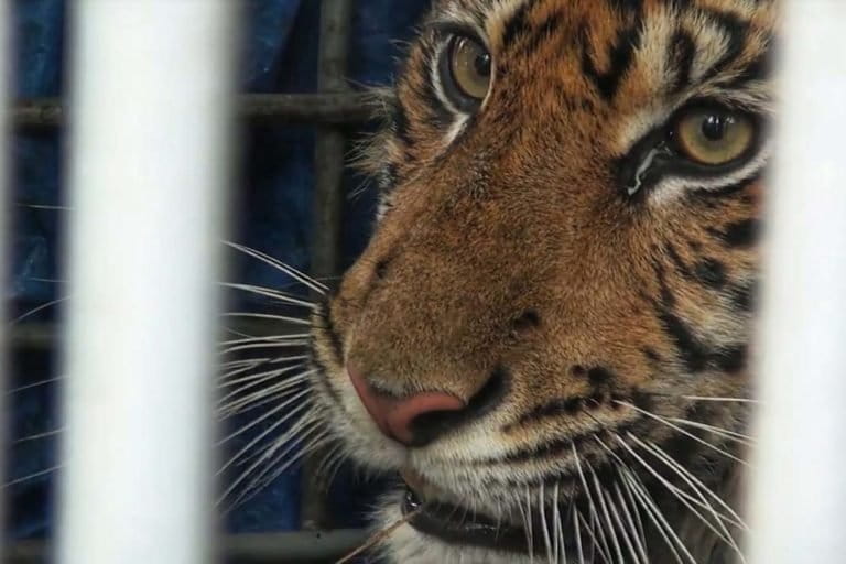 Sri Nabilla, di kandang menuju translokasi. Foto: Ayat S Karokaro/ Mongabay Indonesia