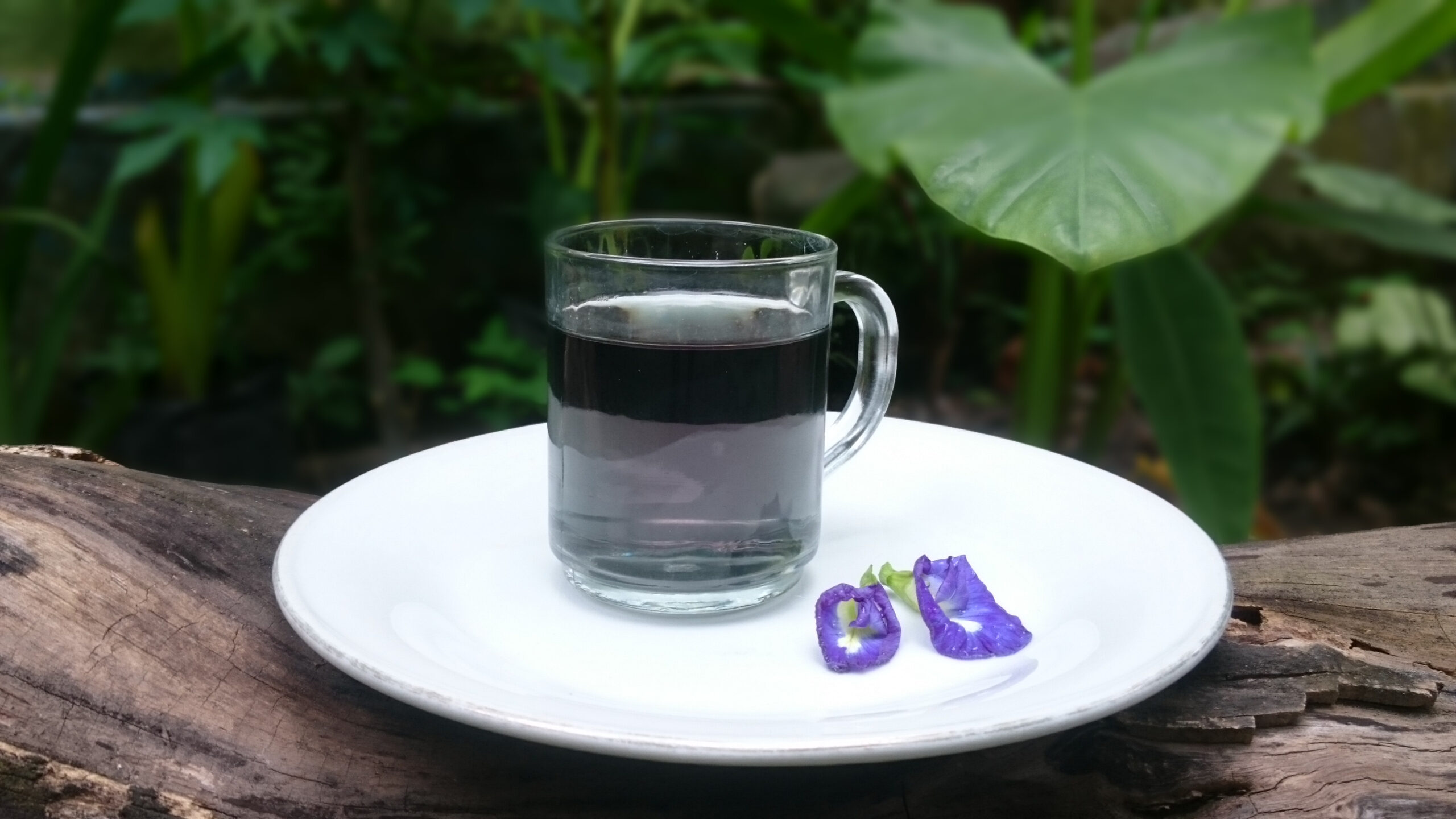 Teh bunga telang. Foto: Nuswantoro/ Mongabay Indonesia