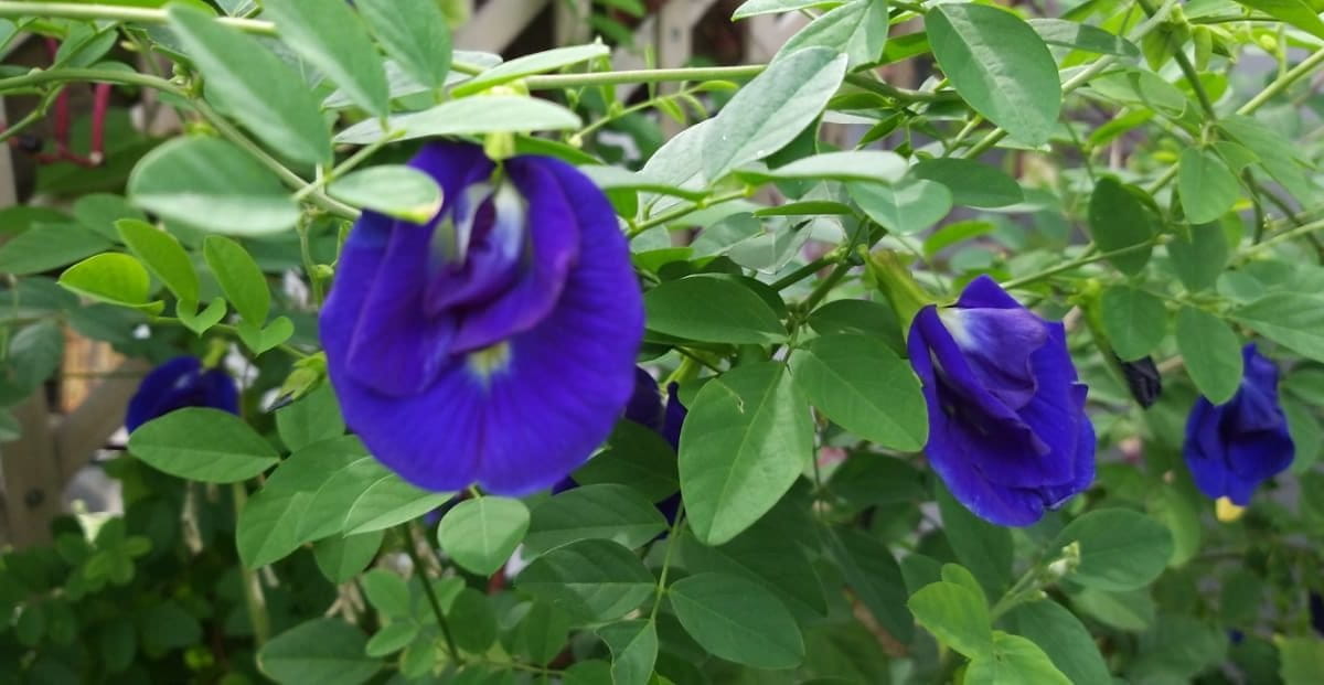Bunga telang dengan beragam manfaat. Foto: Sapariah Saturi/ Mongabay Indonesia
