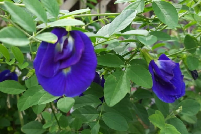 Bunga telang dengan beragam manfaat. Foto: Sapariah Saturi/ Mongabay Indonesia