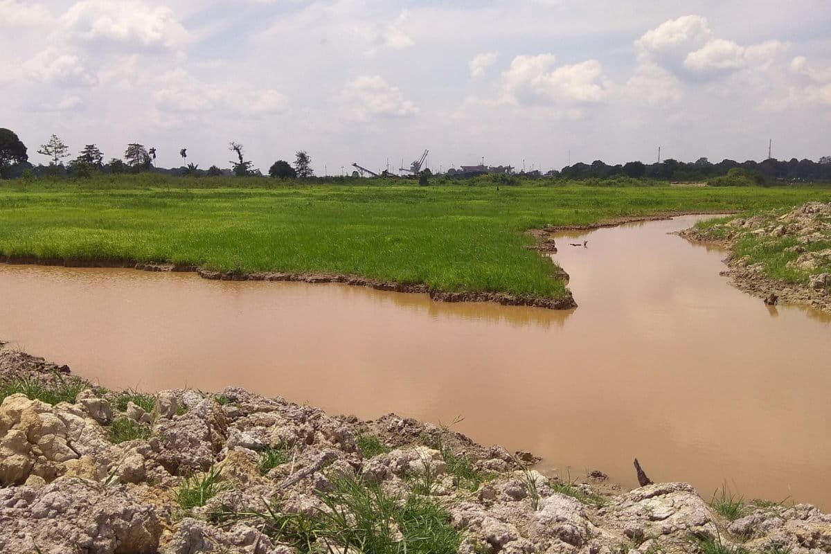 Sawah warga Desa Kunangan yang dibeli pengusaha untuk parit besar dan tanggul untuk dibangun dermaga. Foto: Yitno Suprapto/ Mongabay Indonesia