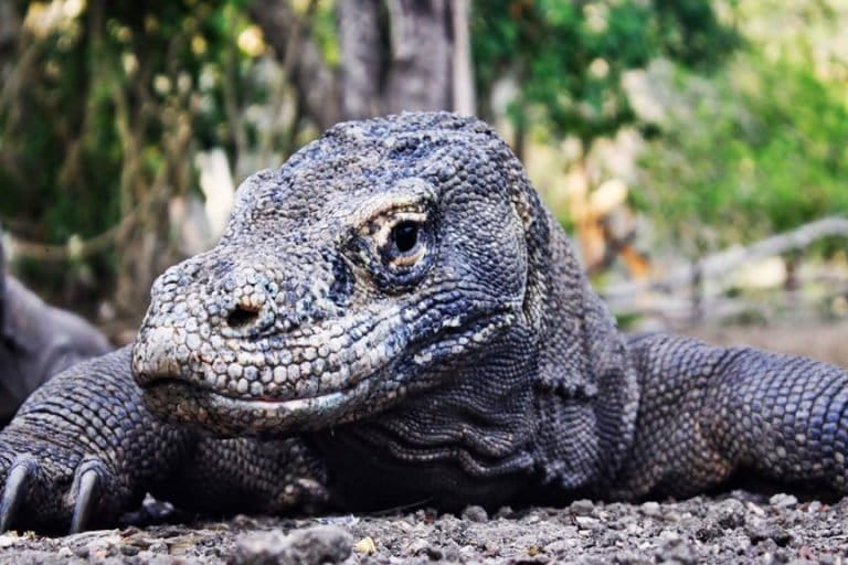 Komodo ((Varanus komodoensis) yang terdapat di kawasan Taman Nasional Komodo (TNK) Kabupaten Manggarai Barat,NTT.Foto : Gregorius Afioma/Sunspirit for Justice and Peace