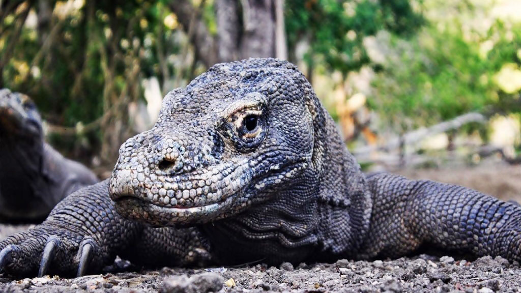 Komodo ((Varanus komodoensis) yang terdapat di kawasan Taman Nasional Komodo (TNK) Kabupaten Manggarai Barat,NTT.Foto : Gregorius Afioma/Sunspirit for Justice and Peace