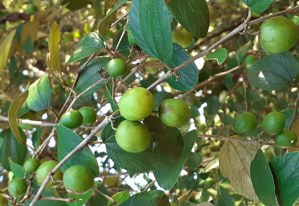 Bidara atau nama latin Ziziphus mauritiana . Foto: Gafur Abdullah/ Mongabay Indonesia