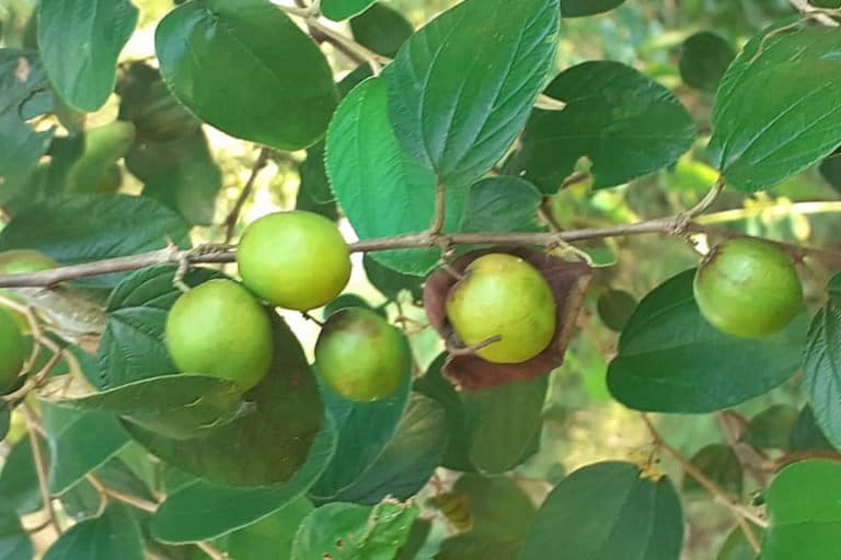 Bidara, tanaman berduri banyak tumbuh di berbagai daerah dan punya beragam nama pula. Tanaman ini dikenal punya beragam manfaat kesehatan. Foto: Gafur Abdullah/ Mongabay Indonesia