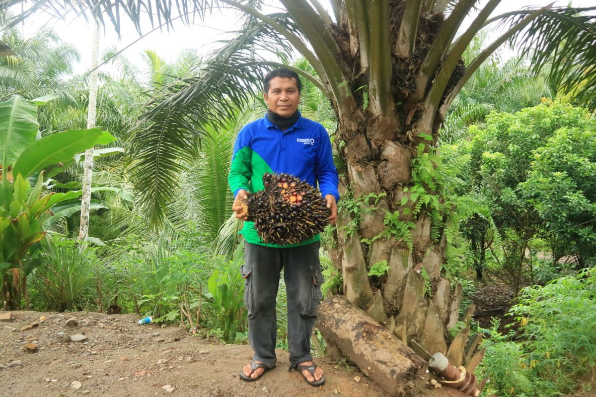 Setelah ikut sekolah lapang, petani jadi mengetahui cara tanam sawit yang benar. Hasil pun terjaid peningkatan baik panen maupun pendapatan. Foto: Masdalena Napitupulu