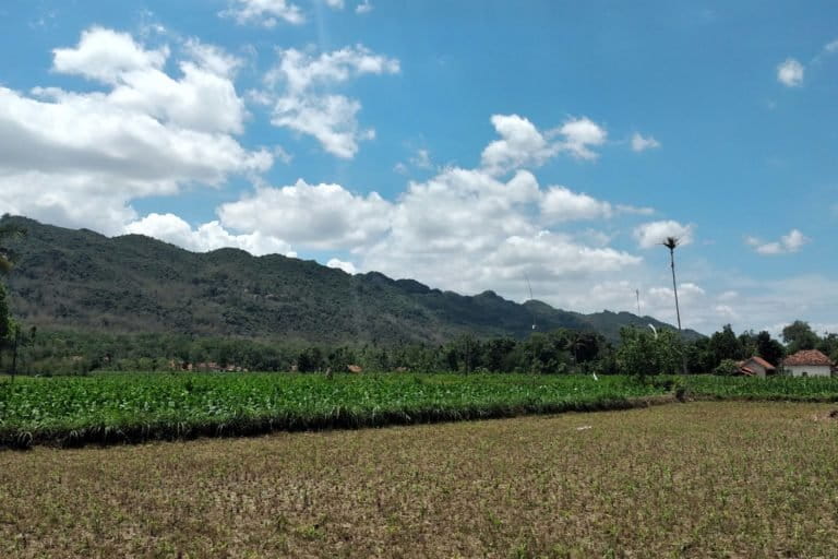 Bukit kars membentang dari Kabupaten Pamekasan sampai Sumenep. Foto: Moh. Tamimi/Mongabay Indonesia