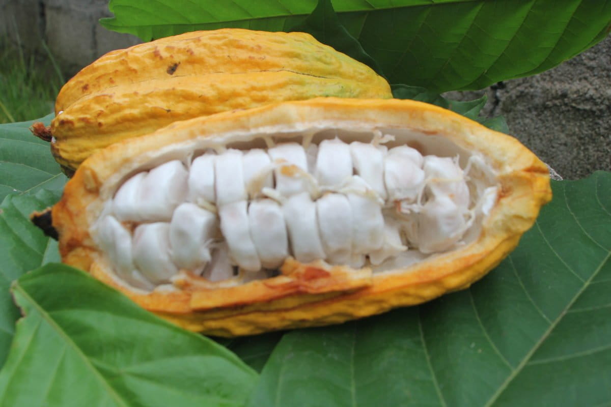 Coklat, salah satu komoditas masyarakat Dairi yang tinggal di sekitar tambang. Foto: Ayat S Karokaro/ Mongabay Indonesia