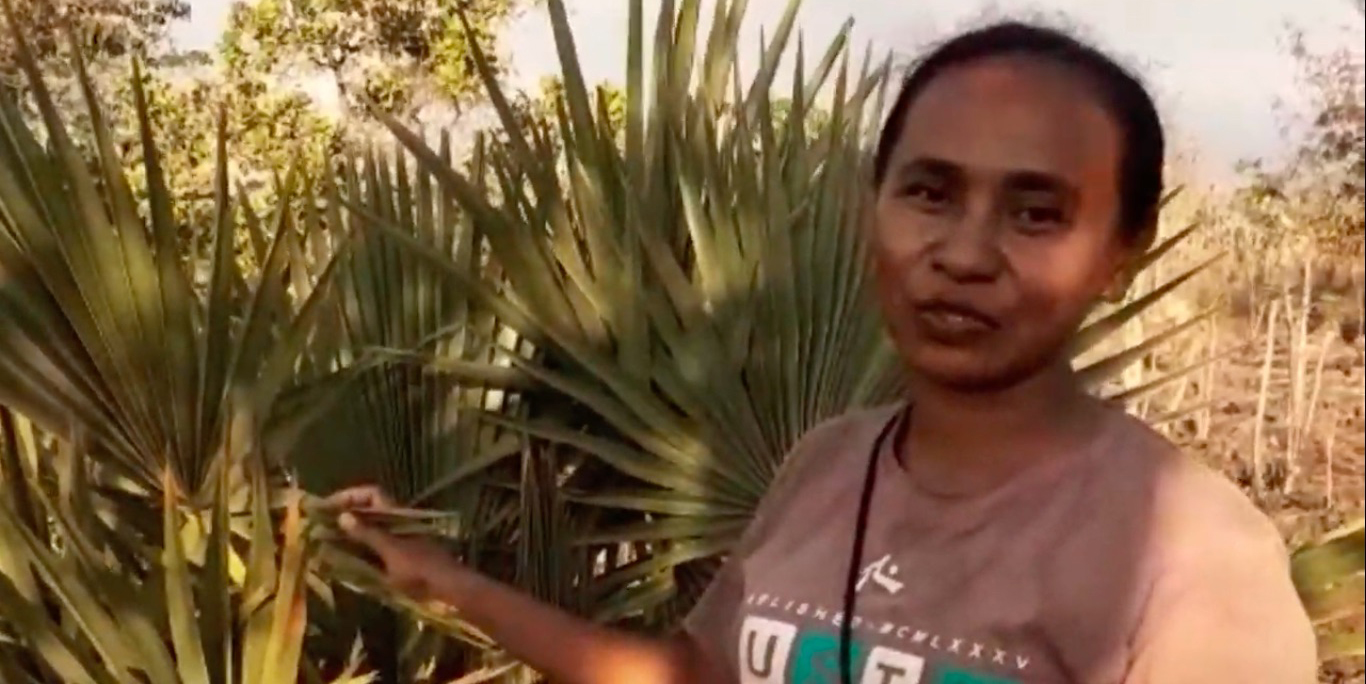 Daun lontar tumbuh liar sebagai bahan anyaman di Flores. Foto: Yayasan Kehati