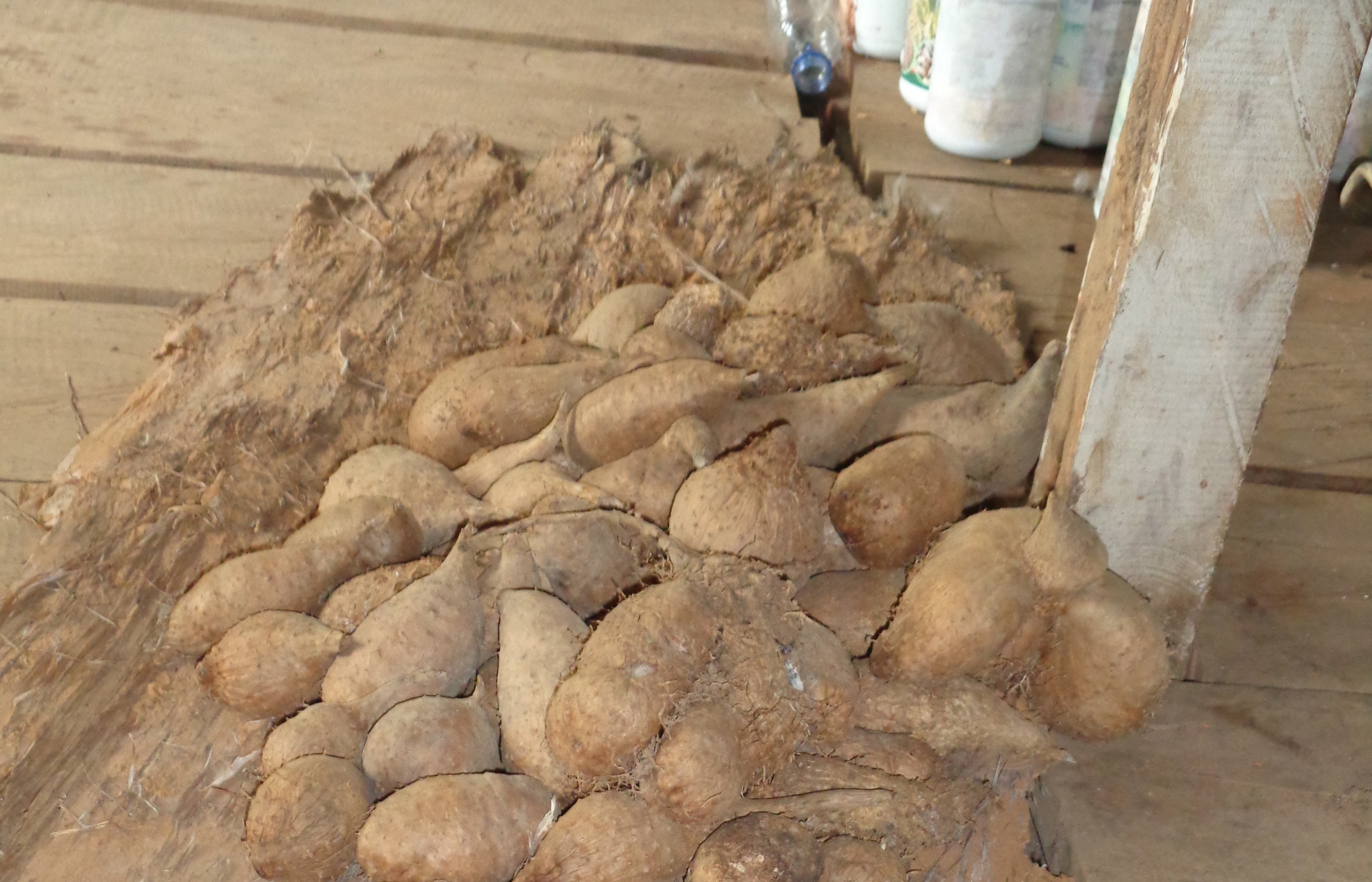 Bibit gembili Fitalis Ndiken. Foto: Agapitus Batbual/ Mongabay Indonesia