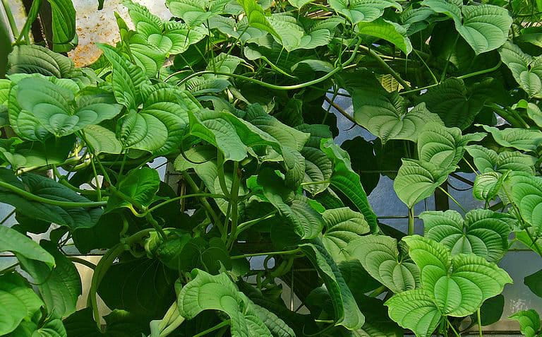 Daun gembili. Foto: Wikipedia