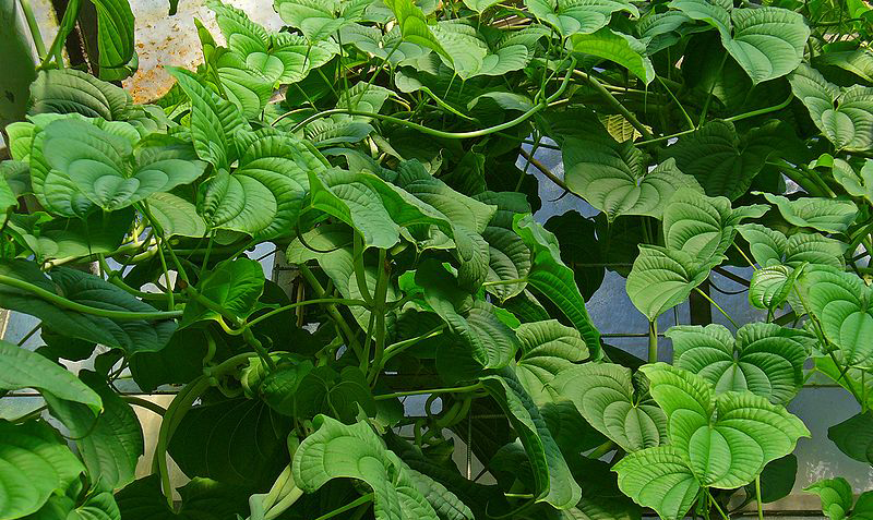 Daun gembili. Foto: Wikipedia