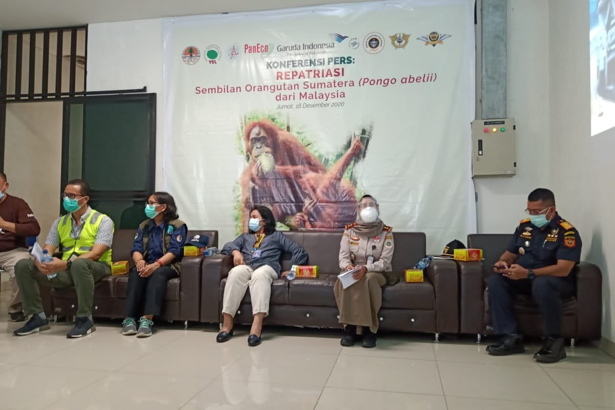 Direktorat KKH,Balai Karantina,Bea Cukai dalam persiapan dokumen kedatangan sembilan orangutan Sumatera di Bandara Kualanamu. Foto: Ayat S Karokaro/ Mongabay Indonesia