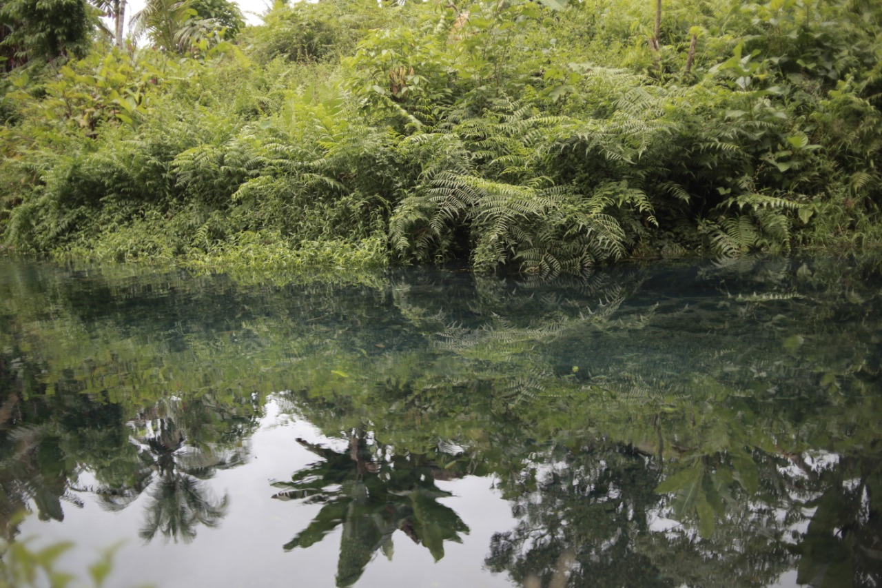 Sungai di Kali Molulu, Desa Wangongira, Tobelo Barat, Halmahera Utara, Maluku Utara. Menurut Mantan Kepala Desa Wangongira Abdon Ndatti, Ketika ditemui pada November 2020, sebelumnya padi tumbuh banyak di sungai ini, namun, setelah adanya pembangunan bronjong oleh pemerintah, padi yang menjadi identitas dan kalender alam itu pun hilang. Foto: Gustam Jambu