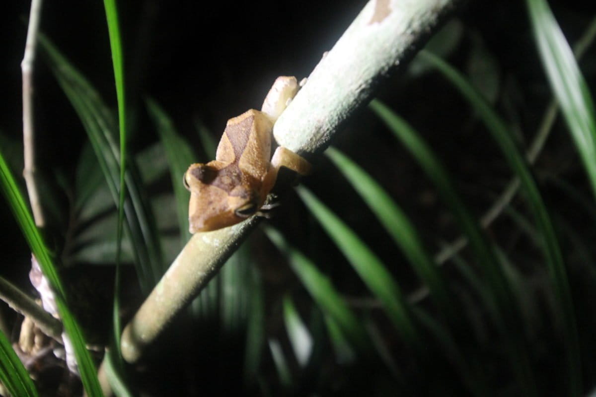Katak jam pasir. Elviza Diana./ Mongabay Indonesia