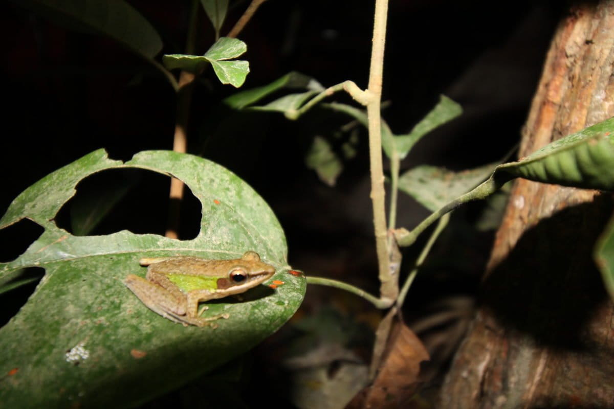 Katak kaki berjumbai. Foto: Elviza Diana/Mongabay Indonesia.