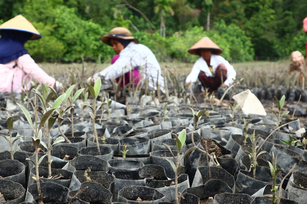 Pembibitan mangrove Andespin oleh ibu-ibu setempat. Foto: Jaka HB