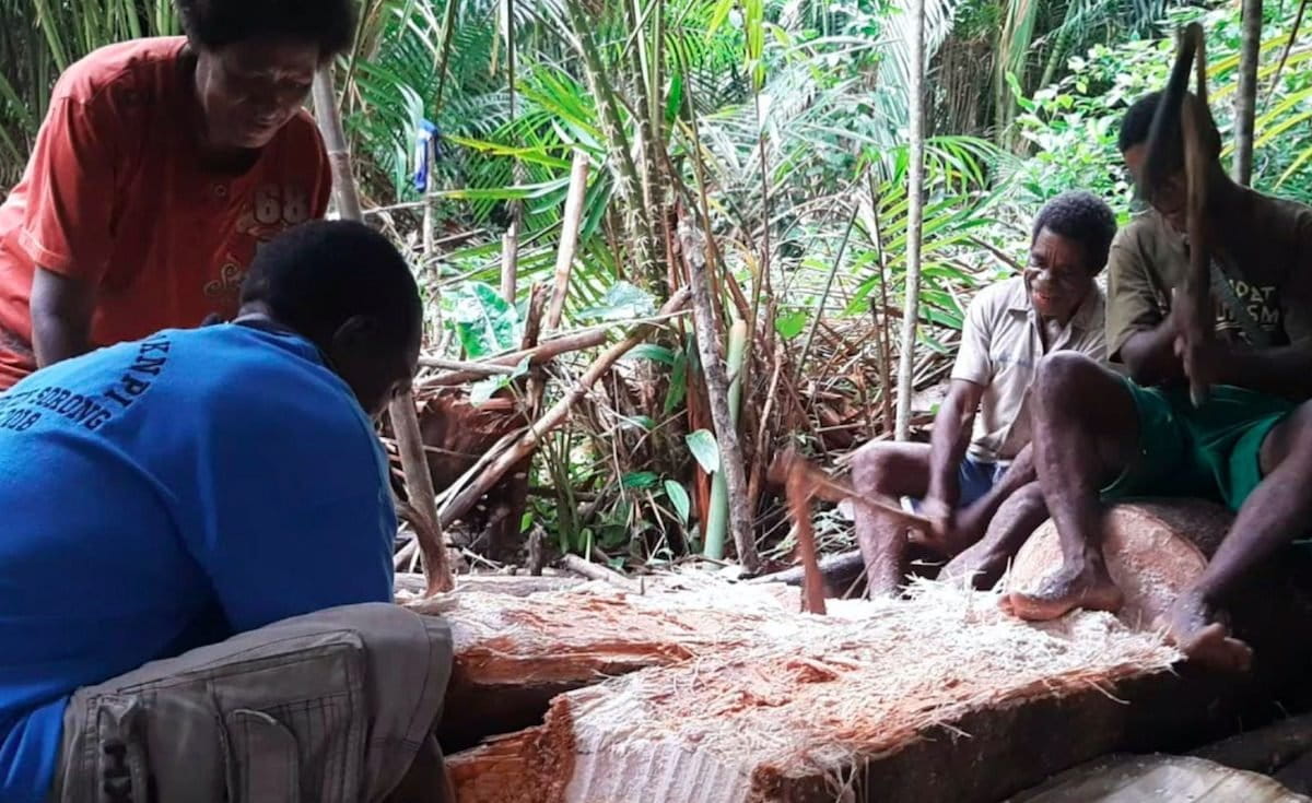 Sagu, salah satu pangan pokok di Papua. Foto: Asrida Elisabeth/ Mongabay Indonesia