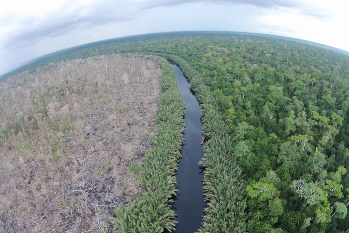 Taman Nasional Berbak-Sembilang yang mengalami kebakaran dan sebelah kanan yang tidak terkena kebakaran. Foto: Jaka HB/ Mongabay Indonesia