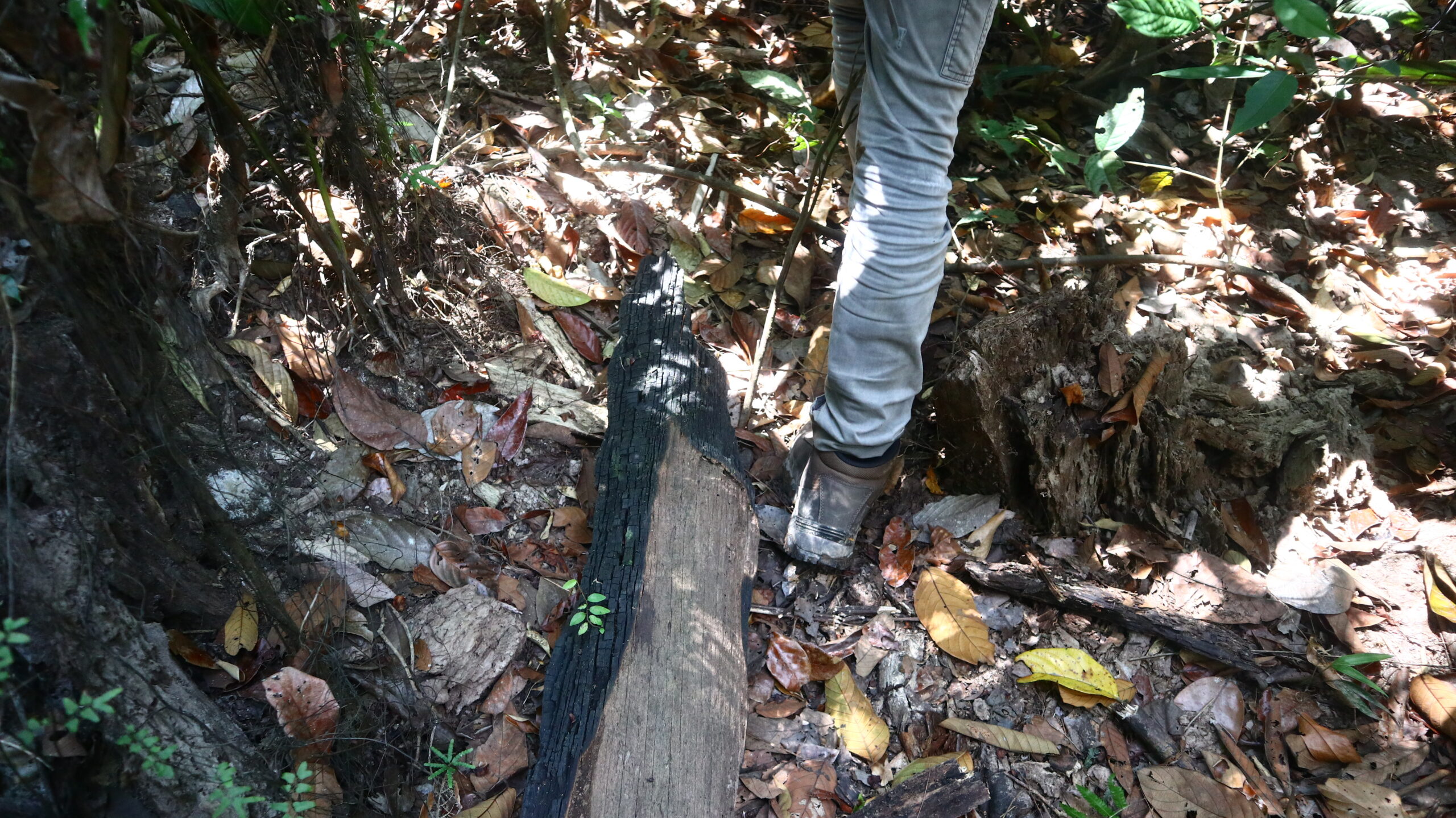Kayu bekas kebakaran hutan di Taman Nasional Berbak. Foto: Jaka HB/ Mongabay Indonesia