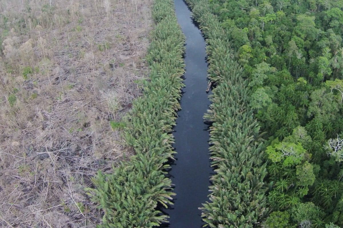 Taman Nasional Berbak-Sembilang yang mengalami kebakaran dan sebelah kanan yang tidak terkena kebakaran. Foto: Jaka HB/ Mongabay Indonesia