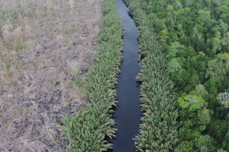Taman Nasional Berbak-Sembilang yang mengalami kebakaran dan sebelah kanan yang tidak terkena kebakaran. Foto: Jaka HB/ Mongabay Indonesia