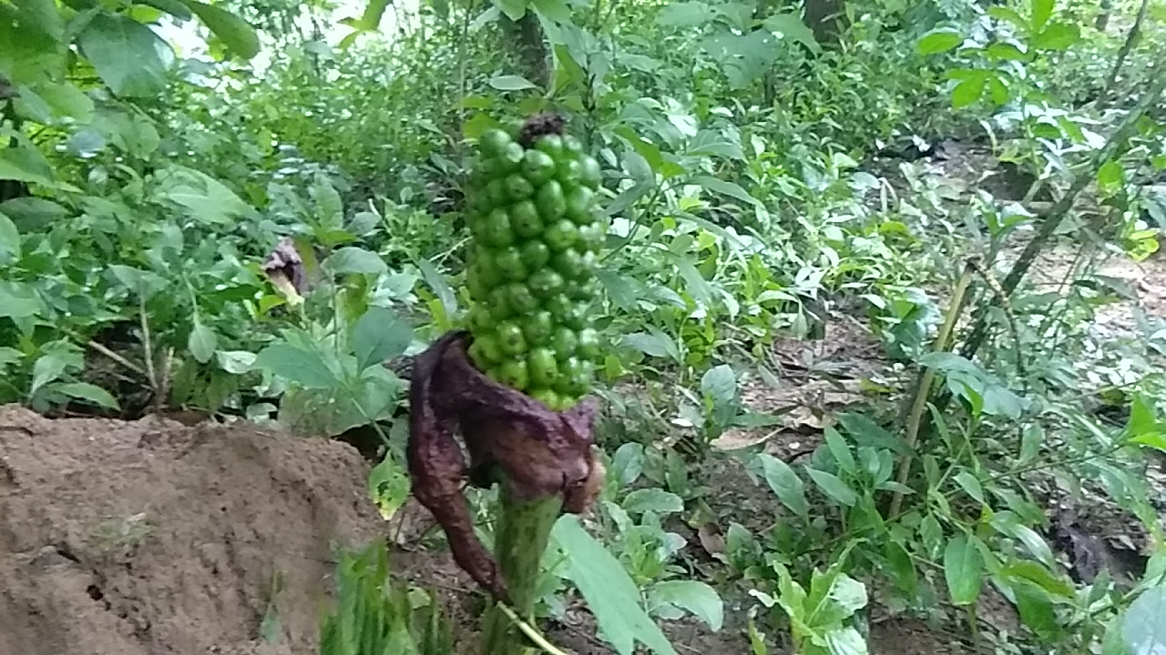 Bunga porang. Foto: Gafur Abdullah/ Mongabay Indonesia