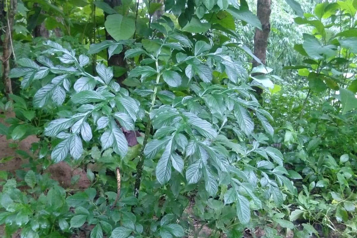 Tanaman porang. Foto: Gafur Abdullah/ Mongabay Indonesia
