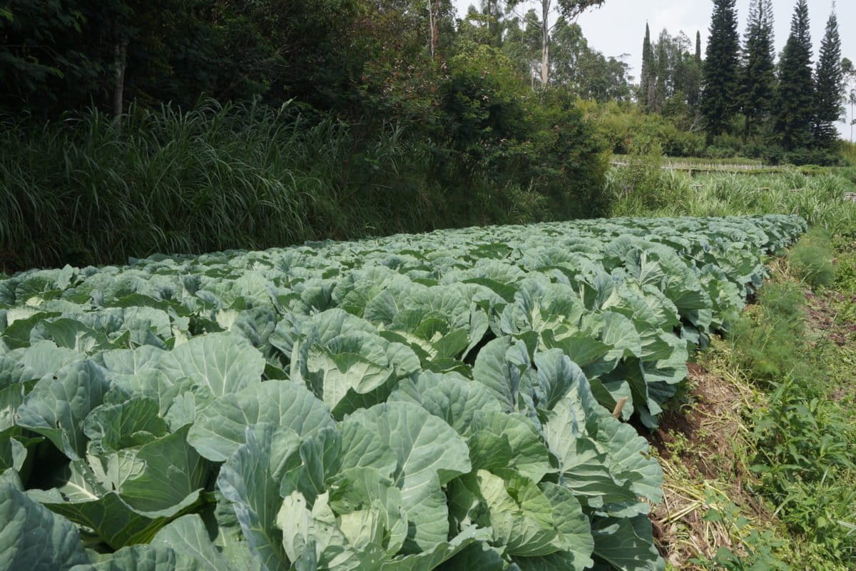 Hamparan sayur mayur organik. Foto: Lusia Arumingtyas/ Mongabay Indonesia