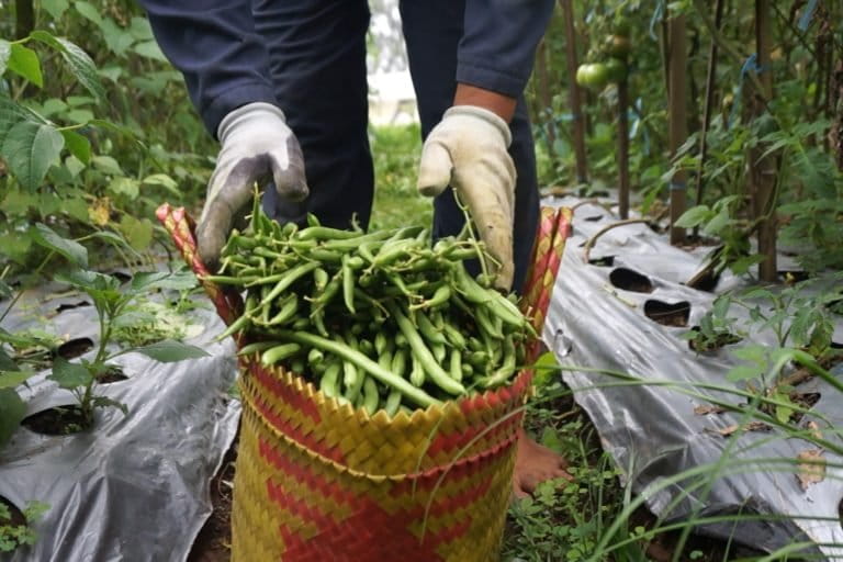 Produksi tani organik dari Lereng Merbabu. Foto: Lusia Arumingtyas/ Mongabay Indonesia