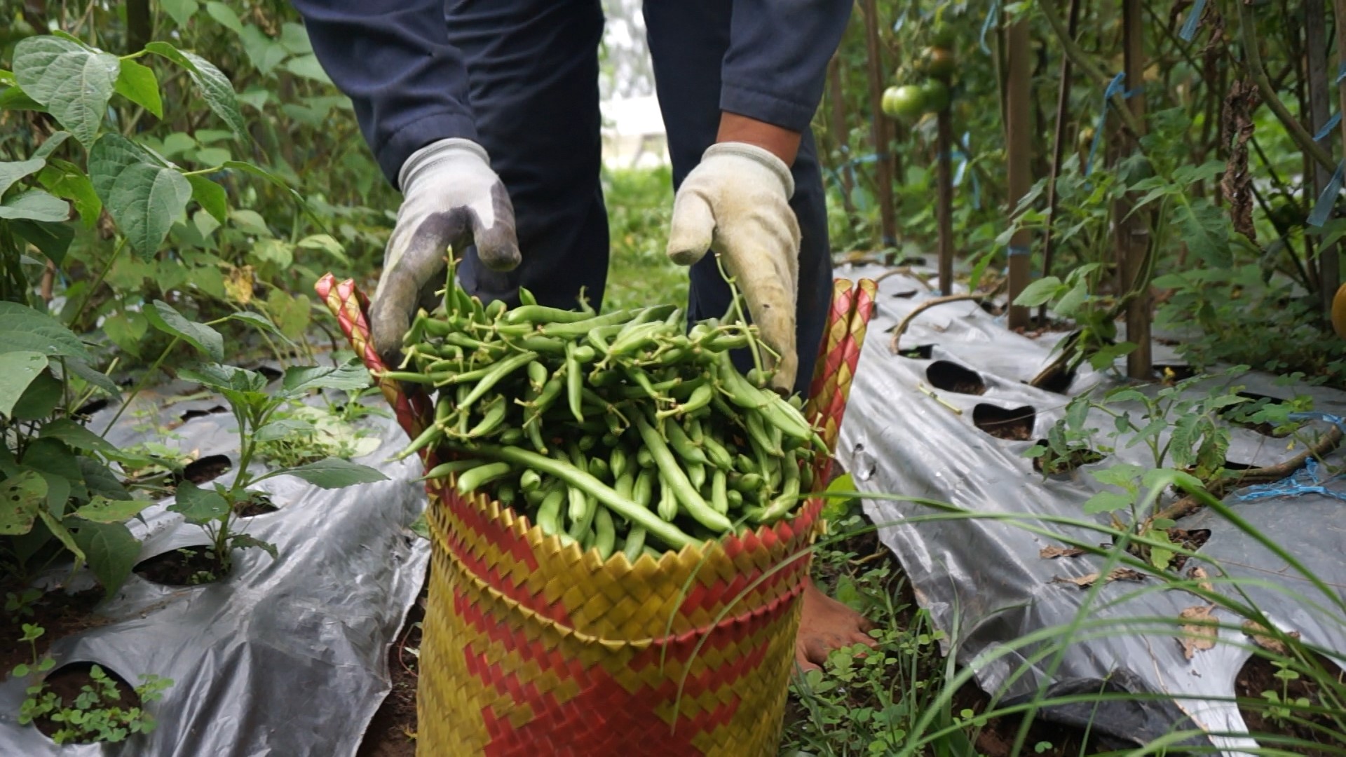 Produksi tani organik dari Lereng Merbabu. Foto: Lusia Arumingtyas/ Mongabay Indonesia