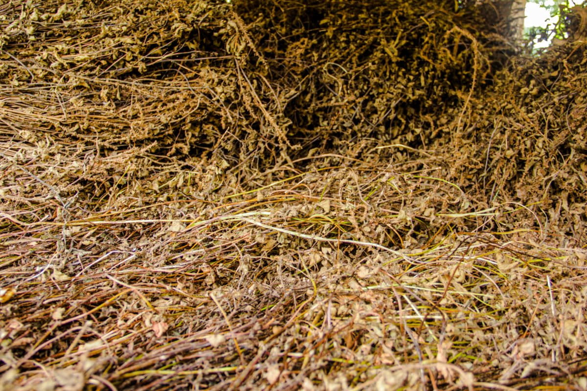 Siong atau bahan cincau hitam kering siap kemas. Foto: Eko Rusdianto/ Mongabay Indonesia