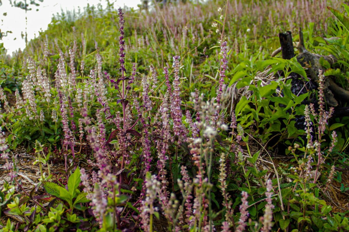 Rumput siong, atau cincau hitam ada yang mulai budidaya, sebagian tumbuh liar. Foto: Eko Rusdianto/ Mongabay Indonesia