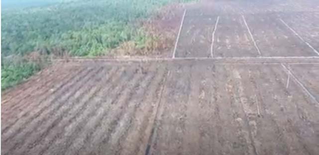 Konsesi Arara Abadi. Foto: dari Youtube Jikalahari