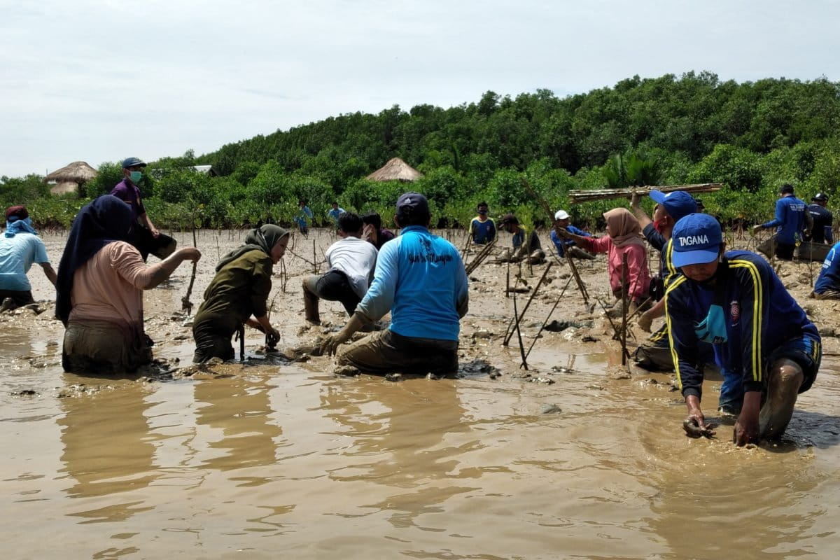 Tanam mangrove bersama di pesisir Sumenep. Foto: M Tamimi/ Mongabay Indonesia
