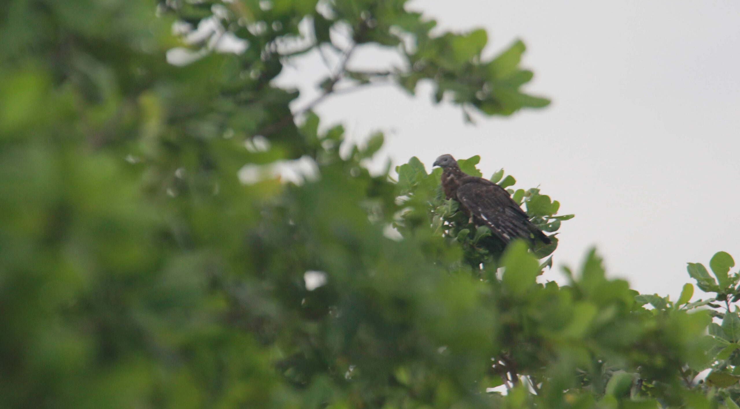 Sikep madu Asia atau dikenal juga oriental honey buzzard, satu jenis burung migrasi. Di Nusa Tenggara Barat, mereka bisa dijumpai melintas mulai pada akhir Oktober. Foto: Fathul Rakhman/Mongabay Indonesia