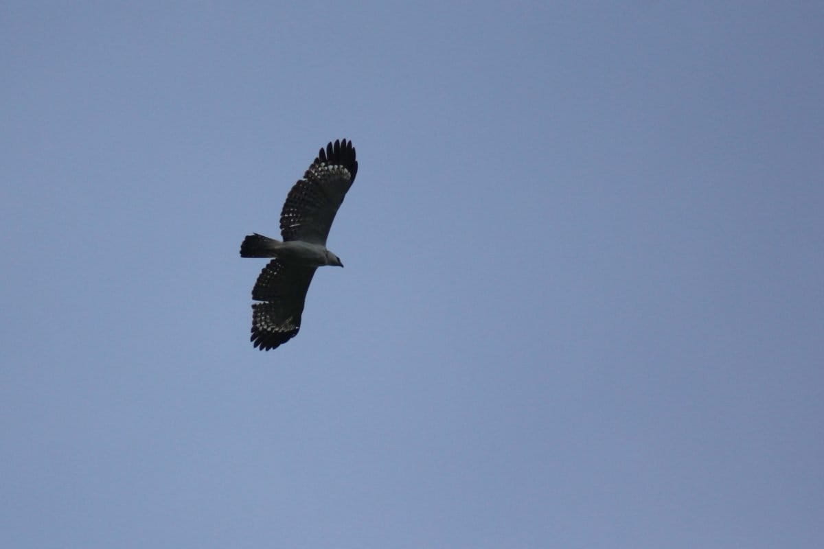 Elang Flores terbang di atas Pulau Moyo. Satu jenis elang paling langka di Indonesia. Walaupun namanya Flores, tetapi bisa ditemukan di Pulau Lombok, Pulau Sumbawa, Pulau Moyo, Pulau Satonda. Foto: Fathul Rakhman/Mongabay Indonesia